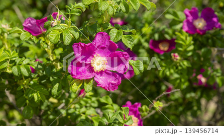 Rose of Sharon Rose of Sharon 139456714
