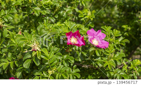 Rose of Sharon Rose of Sharon 139456717