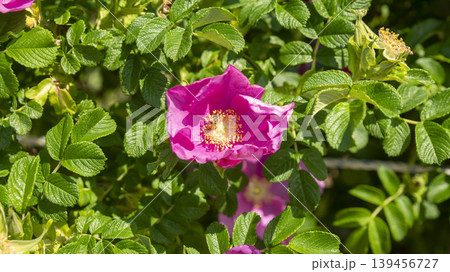 Rose of Sharon Rose of Sharon 139456727