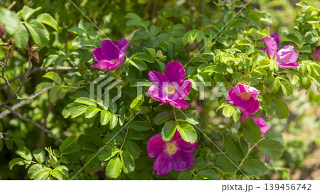 Rose of Sharon Rose of Sharon 139456742
