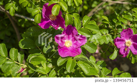 Rose of Sharon Rose of Sharon 139456751