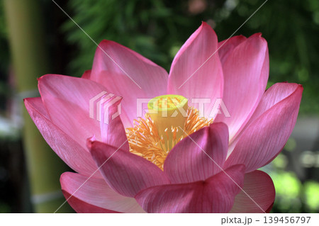 蓮の花 蓮の花 139456797