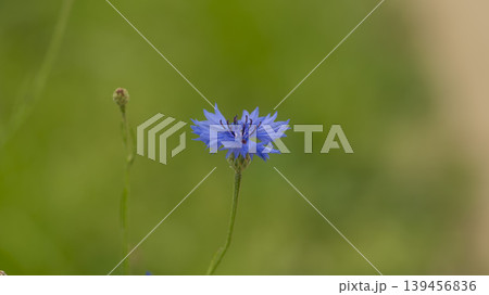 cornflower 139456836