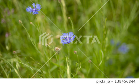 cornflower cornflower 139456844