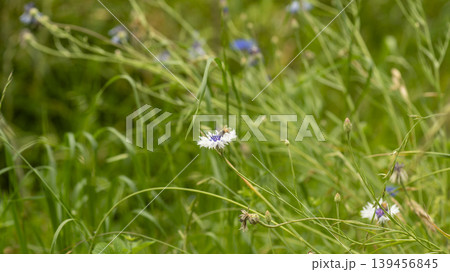 cornflower cornflower 139456845