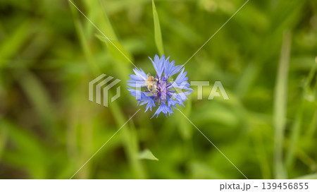 cornflower cornflower 139456855