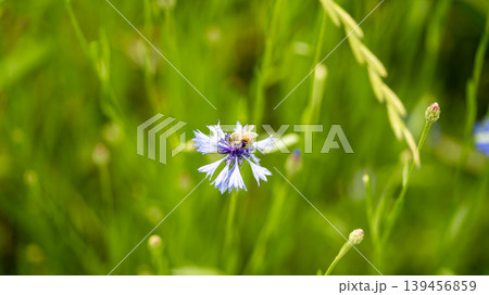 cornflower cornflower 139456859