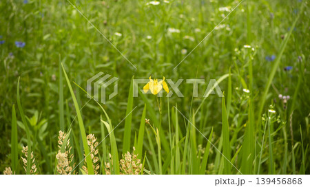 cornflower 139456868