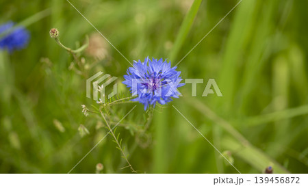 cornflower 139456872