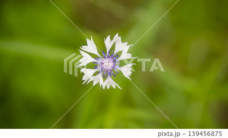 cornflower cornflower 139456875