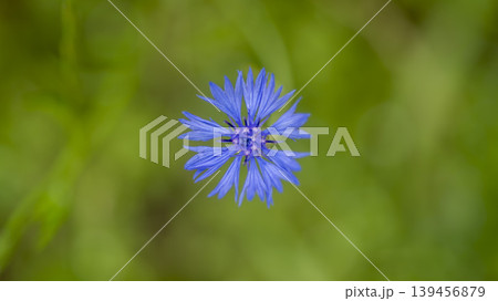 cornflower cornflower 139456879