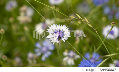 cornflower cornflower 139456887