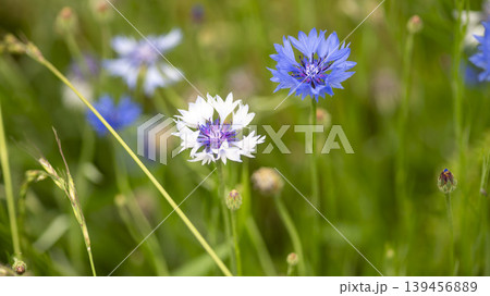 cornflower cornflower 139456889