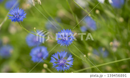 cornflower 139456891
