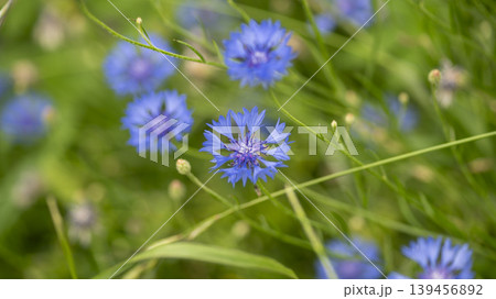 cornflower cornflower 139456892