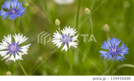 cornflower cornflower 139456896