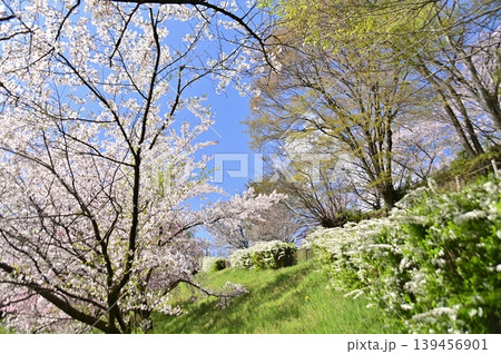 青空に映える満開の桜とユキヤナギの垣根 青空に映える満開の桜とユキヤナギの垣根 139456901