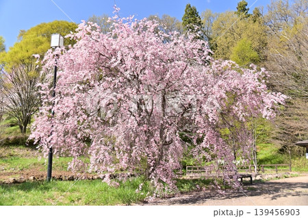 トンボ池の満開のしだれ桜 トンボ池の満開のしだれ桜 139456903