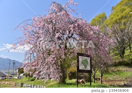 満開のしだれ桜のあるトンボ池の春景色 139456904