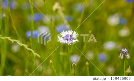cornflower cornflower 139456909