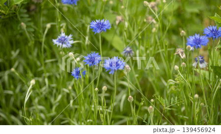 cornflower cornflower 139456924