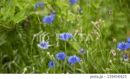 cornflower cornflower 139456925
