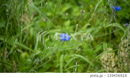 cornflower 139456928