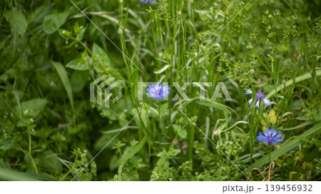 cornflower 139456932