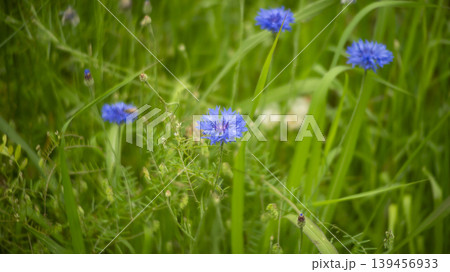 cornflower 139456933