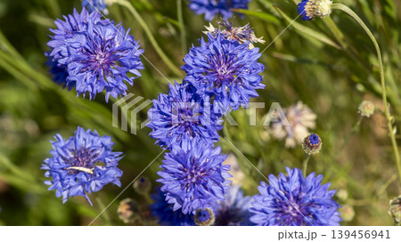 cornflower cornflower 139456941