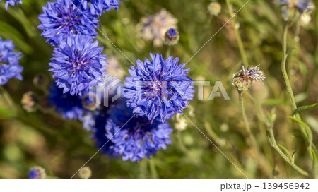 cornflower cornflower 139456942
