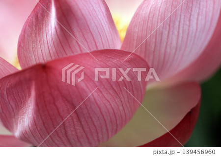 蓮の花 139456960