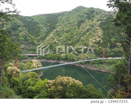 和歌山県・椿山ダム湖をまたぐ赤い吊り橋 椿山レイクブリッジと新緑の絶景風景 139457255