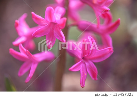 庭の花ヒヤシンス 庭の花ヒヤシンス 139457323
