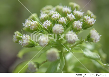 庭の花ふきのとう 庭の花ふきのとう 139457325