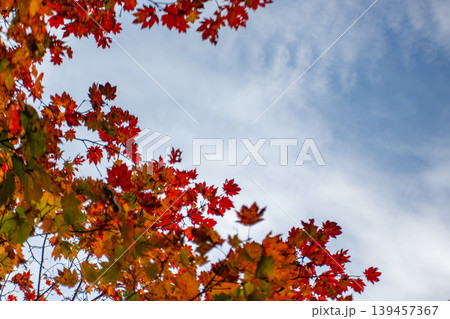 紅葉と青空の秋の背景 139457367