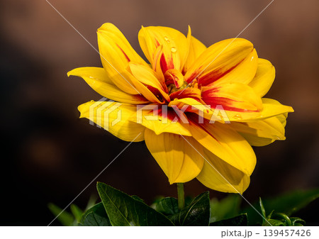 Yellow Dahlia Flower With Red Center On Dark Background Yellow Dahlia Flower With Red Center On Dark Background 139457426