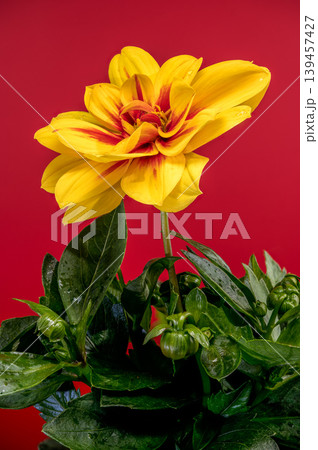 Yellow Dahlia Flower With Red Center On Red Background 139457427