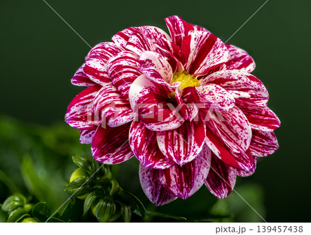 Dahlia Flower With Red And White Striped Petals On Green Background Dahlia Flower With Red And White Striped Petals On Green Background 139457438