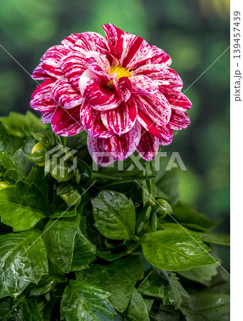 Dahlia Flower With Red And White Striped Petals On Green Background Dahlia Flower With Red And White Striped Petals On Green Background 139457439