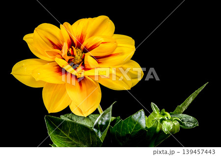 Yellow Dahlia Flower With Red Center On Black Background Isolated Yellow Dahlia Flower With Red Center On Black Background Isolated 139457443
