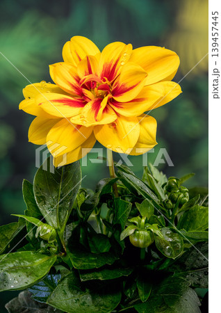 Yellow Dahlia Flower With Red Center On Green Background Yellow Dahlia Flower With Red Center On Green Background 139457445