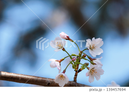 春の陽光を浴びて色とりどりに輝く桜の花たち 春の陽光を浴びて色とりどりに輝く桜の花たち 139457694