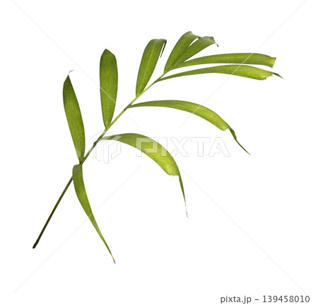 Green palm leaf isolated on white background 139458010