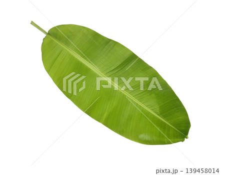 Green banana leaves isolated on white background 139458014