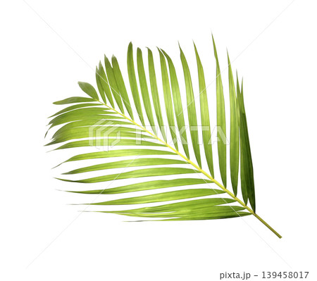 Green palm leaf isolated on white background Green palm leaf isolated on white background 139458017