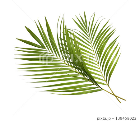 Green palm leaves isolated on white background 139458022