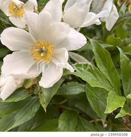 白い芍薬の花 白い芍薬の花 139458106