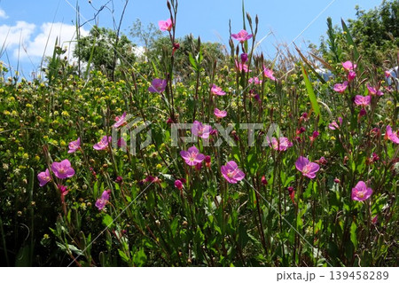 春~夏の野の花:ユウゲショウ:夕化粧:川辺のピンクの花 春~夏の野の花:ユウゲショウ:夕化粧:川辺のピンクの花 139458289