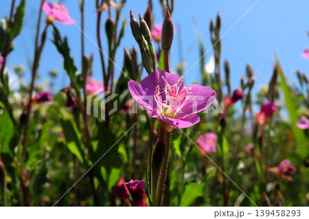春~夏の野の花:ユウゲショウ:夕化粧:川辺のピンクの花 春~夏の野の花:ユウゲショウ:夕化粧:川辺のピンクの花 139458293